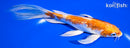 6.75" GINRIN HARIWAKE BUTTERFLY