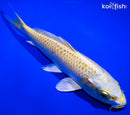 8" YAMABUKI OGON