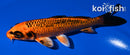 5.75" ORENJI MATSUBA