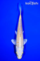 8" YAMABUKI OGON
