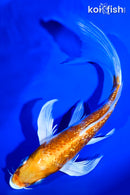 6.75" GINRIN HARIWAKE BUTTERFLY