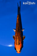 5.75" ORENJI MATSUBA