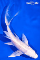 6" PLATINUM OGON BUTTERFLY