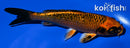 5.75" ORENJI MATSUBA