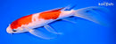 9.25" KOHAKU BUTTERFLY