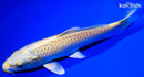 8" YAMABUKI OGON