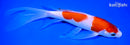 9.25" KOHAKU BUTTERFLY