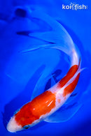 9.25" KOHAKU BUTTERFLY