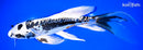 9.25" BENI KIKOKURYU BUTTERFLY