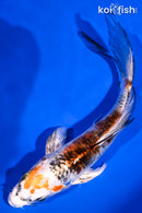 6" YAMATO NISHIKI BUTTERFLY