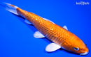 7.75" GINRIN ORENJI OGON