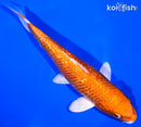 7.75" GINRIN ORENJI OGON