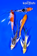 PACK OF (5) 4-5" BUTTERFLY KOI