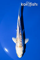 5.5" DOITSU LEMON HARIWAKE