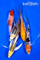 PACK OF (5) 4-5" BUTTERFLY KOI