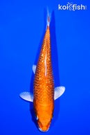 7.75" GINRIN ORENJI OGON