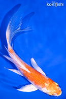 6" HARIWAKE BUTTERFLY