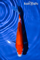 6" KOHAKU