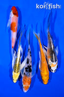 PACK OF (5) 4-5" BUTTERFLY KOI