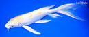 9.5" LEMON HARIWAKE BUTTERFLY