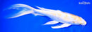 9.5" LEMON HARIWAKE BUTTERFLY