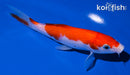 6" KOHAKU