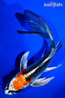 6.5" KUJAKU BUTTERFLY