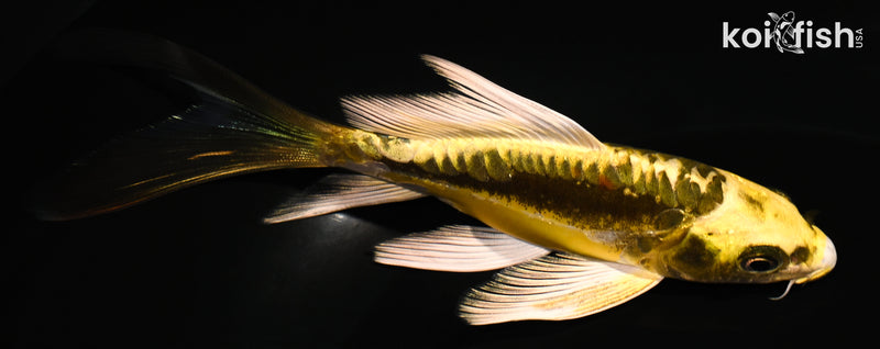5.5" KIN KIKOKURYU BUTTERFLY