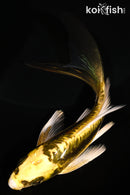 5.5" KIN KIKOKURYU BUTTERFLY