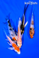 PACK OF (5) 4-5" BUTTERFLY KOI
