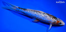 8.75" GINRIN ASAGI