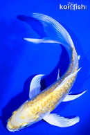 7" GINRIN ARAGOKE LEMON HARIWAKE BUTTERFLY
