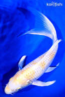 9.5" LEMON HARIWAKE BUTTERFLY