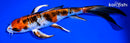 8.25" YAMAATO NISHIKI BUTTERFLY