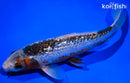 8.75" GINRIN ASAGI