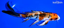 8.25" YAMAATO NISHIKI BUTTERFLY