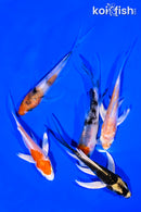 PACK OF (5) 4-5" BUTTERFLY KOI