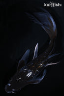 9.5" GINRIN OCHIBA SHIGURE BUTTERFLY