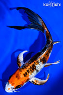 8.25" YAMAATO NISHIKI BUTTERFLY