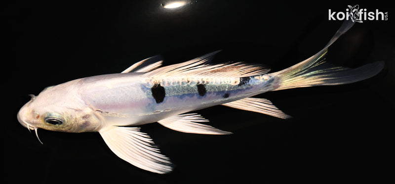 5.75" DOITSU GIN SHIRO BEKKO BUTTERFLY