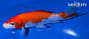 6" KOHAKU
