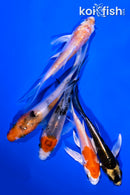 PACK OF (5) 4-5" BUTTERFLY KOI