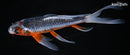 9.75" ASAGI BUTTERFLY