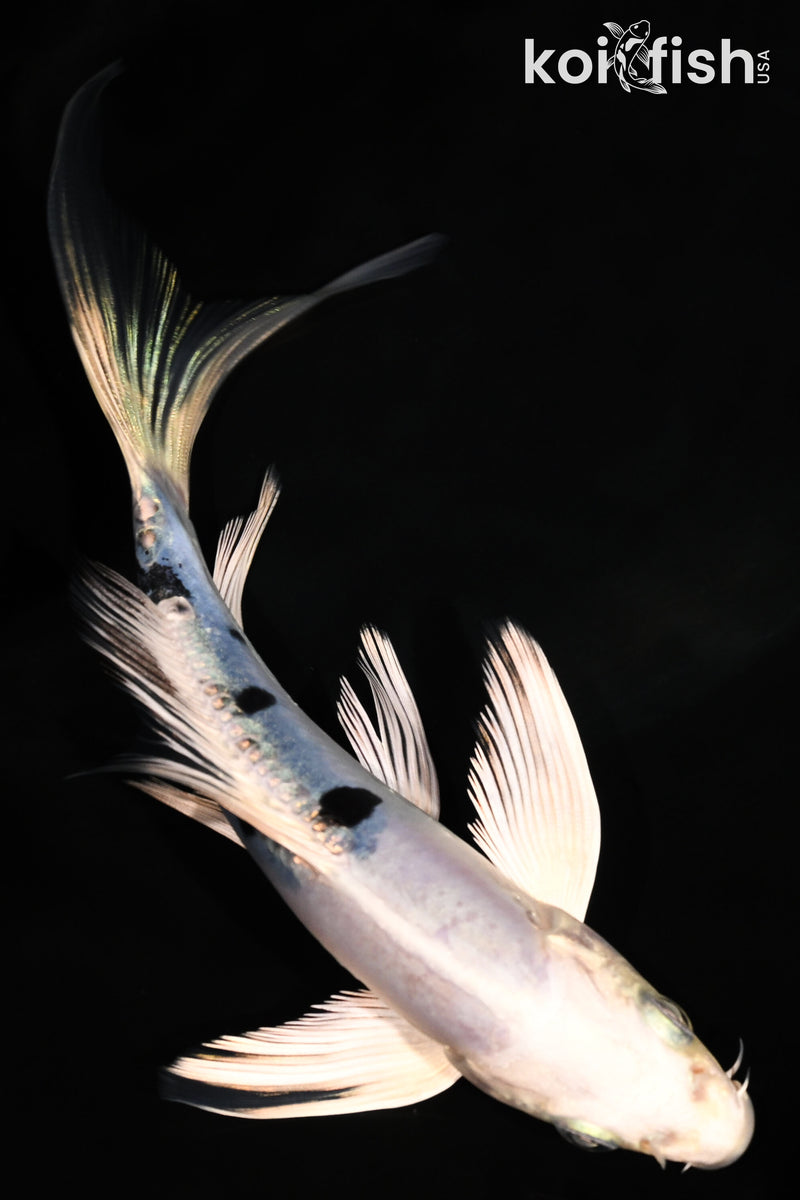 5.75" DOITSU GIN SHIRO BEKKO BUTTERFLY