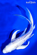 8" ARAGOKE PLATINUM OGON BUTTERFLY