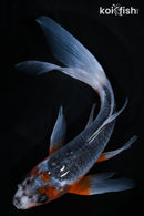 9.75" ASAGI BUTTERFLY