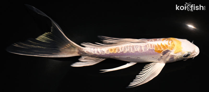 6.5" ARAGOKE LEMON HARIWAKE BUTTERFLY