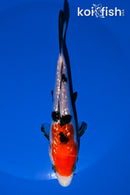 5.75" GINRIN SANKE