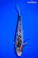 8.75" GINRIN ASAGI