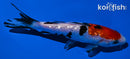 5.75" GINRIN SANKE